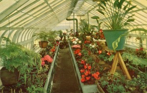 International Kitchen, Greenhouse Plants for Sale, Niles, Fremont, California                            